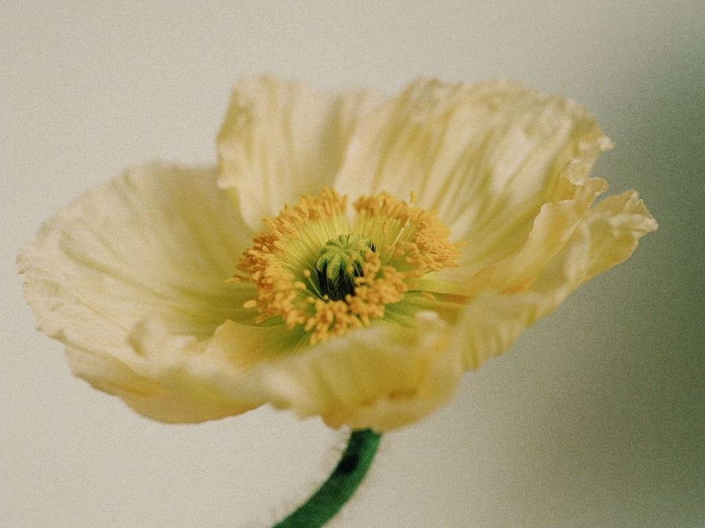 Environmental Intersectionality: Why This Conversation Matters